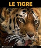 Le_tigre