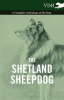 The_Shetland_Sheepdog