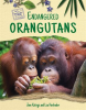 Endangered_Orangutans