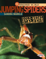 Jumping_Spiders