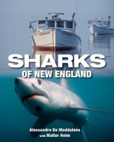 Sharks_of_New_England