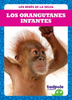 Los_orangutanes_infantes__Orangutan_Infants_