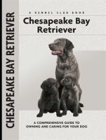 Chesapeake_Bay_Retriever