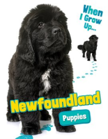 Newfoundland_Puppies