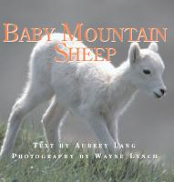 Baby_mountain_sheep