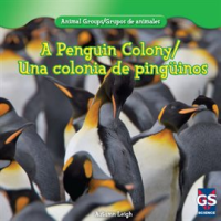 A_Penguin_Colony___Una_colonia_de_Ping__inos