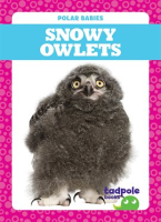 Snowy_Owlets