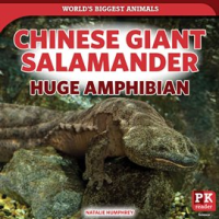 Chinese_Giant_Salamander__Huge_Amphibian