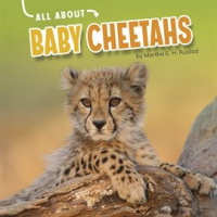 All_About_Baby_Cheetahs