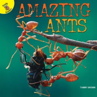 Amazing_Ants